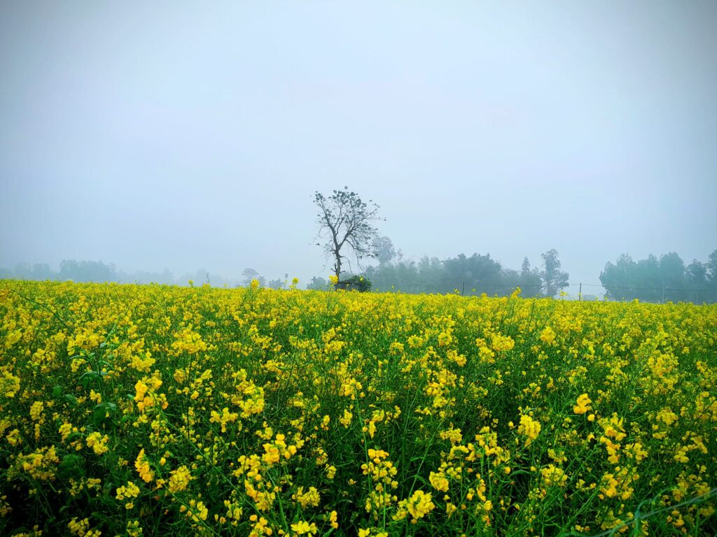 ঝগড়ারচরে সরিষার আবাদ