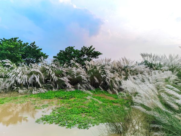 সবকিছুতেই শেরপুর