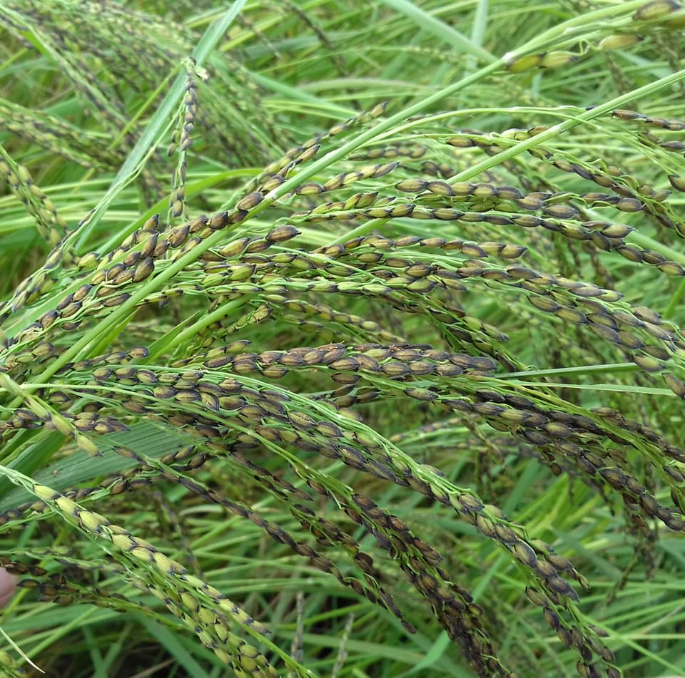 তুলশীমালার গন্ধে রাজা