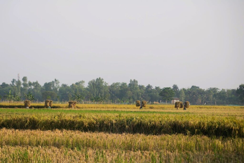 কৃষি পর্যটনের সম্ভাবনা