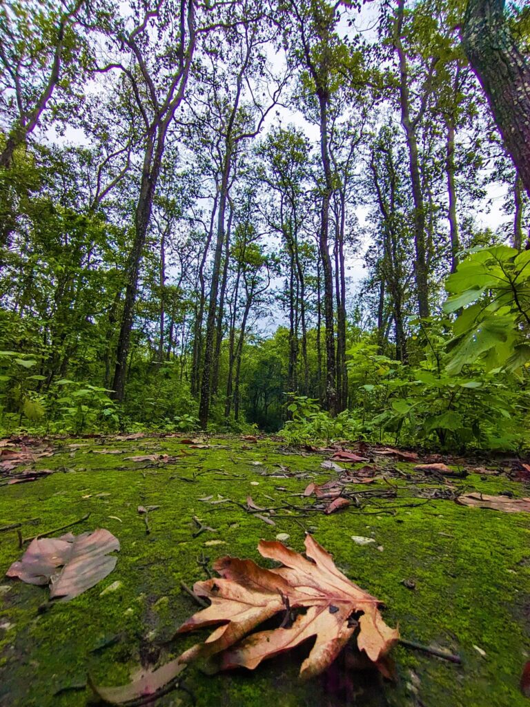 গজনী অবকাশ বন