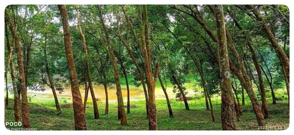 ঝিনাইগাতী রাবার বাগান