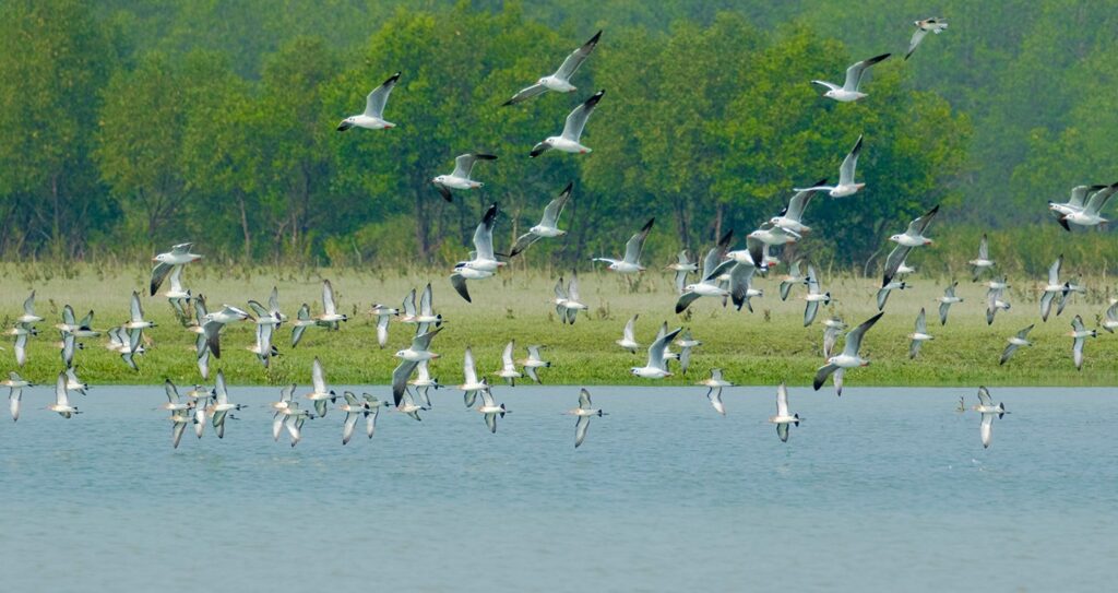 খাবারের সন্ধানে বের হলো পাখিরা