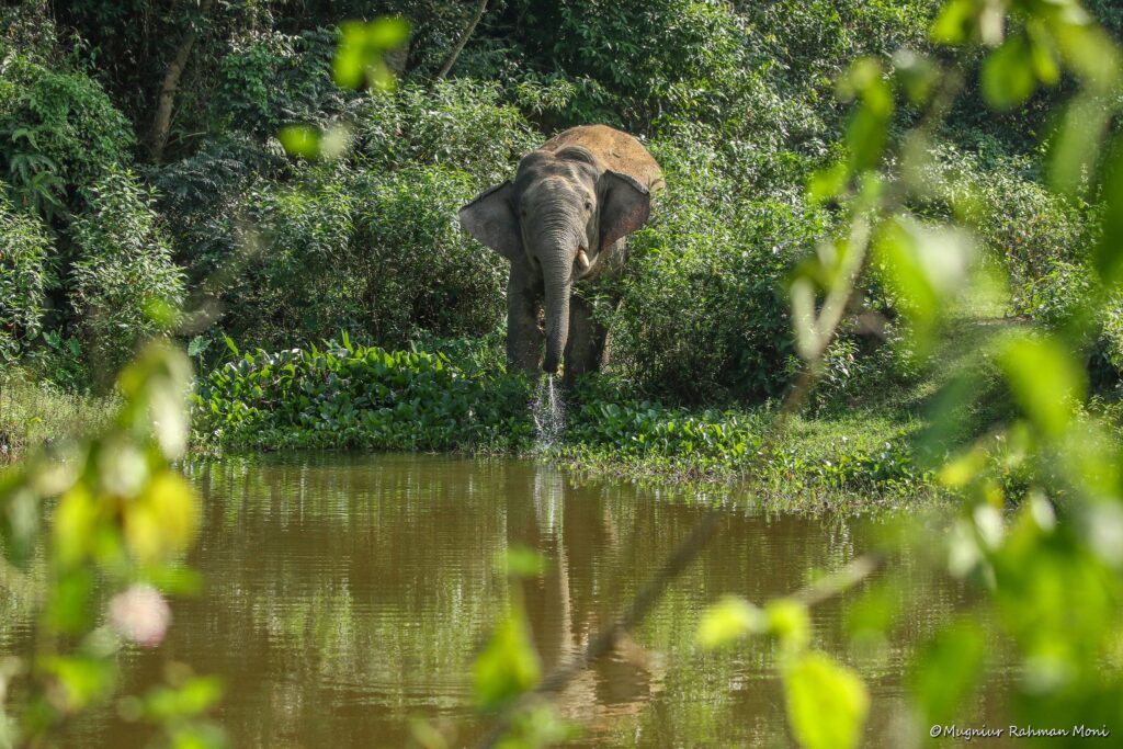 বুনো হাতি