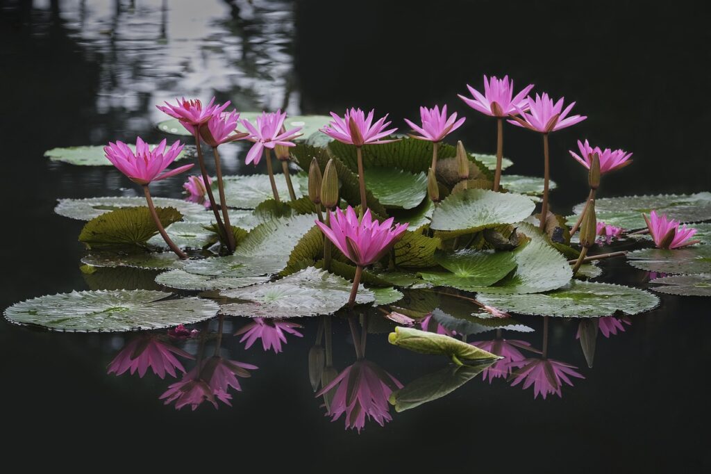 সুতানালী দিঘী, বিরহিণী দিঘী, কমলা রাণী দিঘী
