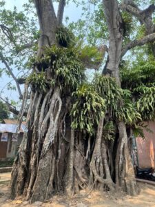 এই বট গাছের নিচেই বসেছিল বঙ্গীয় কৃষক সভার ৬ ষষ্ঠ প্রাদেশিক সম্মেলন ১৯৪৩ ইং