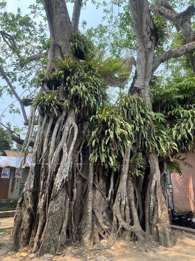 এই বট গাছের নিচেই বসেছিল বঙ্গীয় কৃষক সভার ৬ ষষ্ঠ প্রাদেশিক সম্মেলন ১৯৪৩ ইং