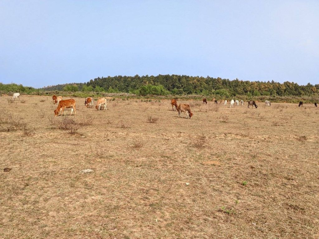 গৌরবের শেরপুর