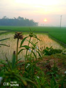 শ্রীবরদী