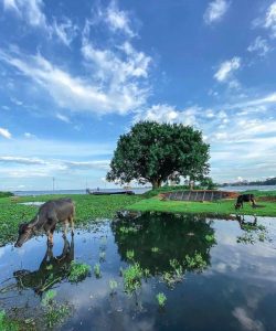 শ্রীবরদী নামকরণ