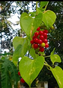 একটি গ্রামের নাম অমৃতা