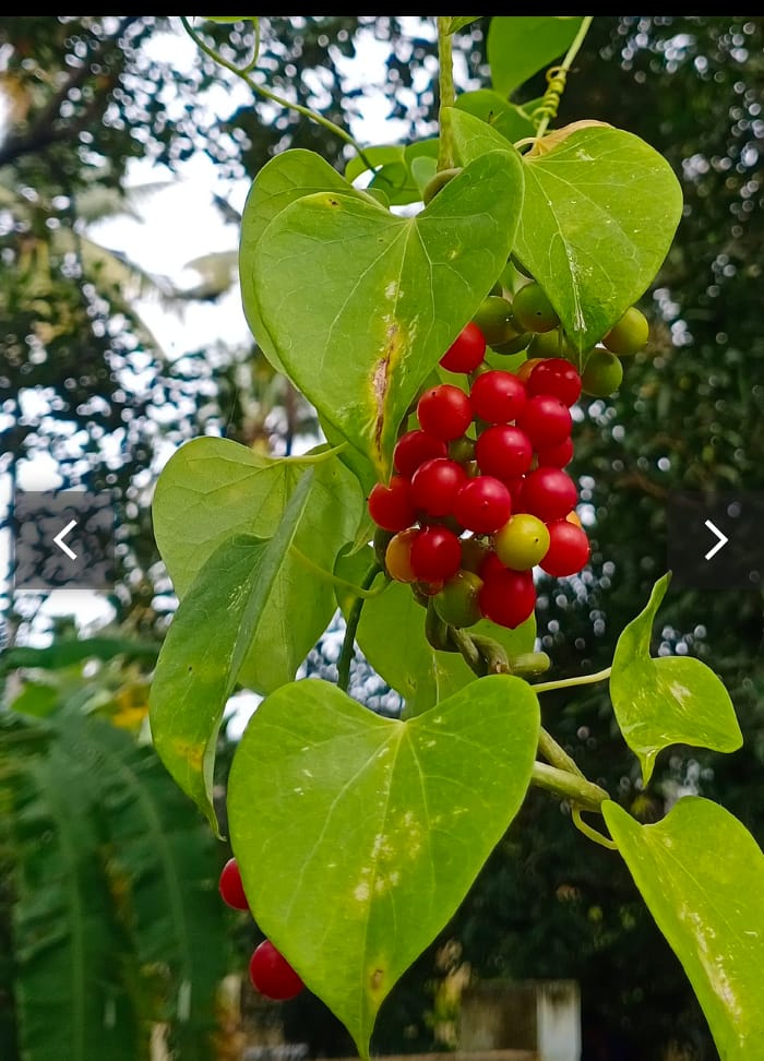 একটি গ্রামের নাম অমৃতা