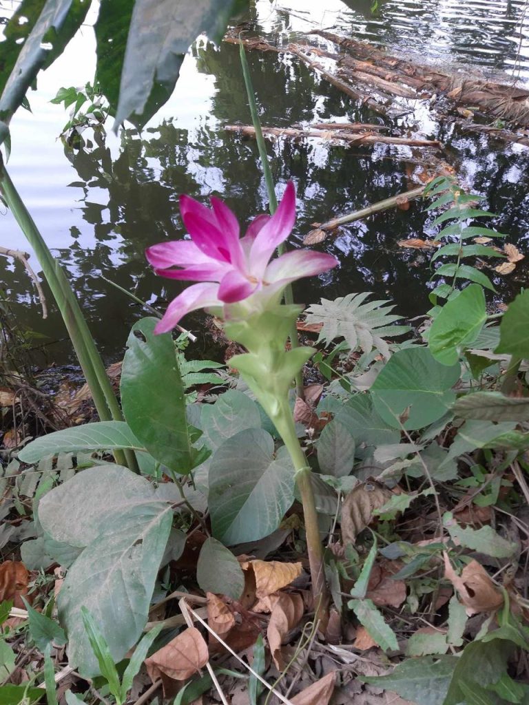 গনেশ্বরী নদীর তীরে ললিত সরকারের বাস্তুভিটার সামনে বুনোফুল